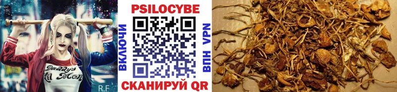 Псилоцибиновые грибы Psilocybine cubensis  Одинцово 